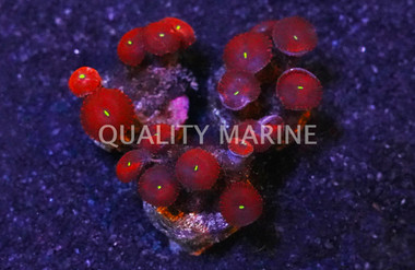 Red People Eater Colony Polyp :: 55598