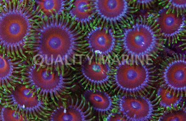 Eagle Eye Colony Polyp :: 55600