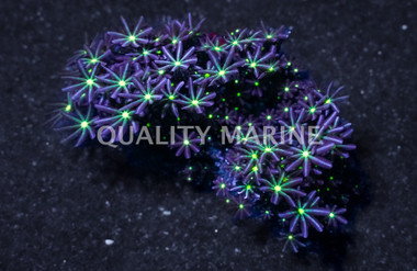 Green Center Jasmine Polyp :: 55607