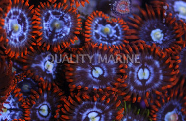 Fire & Ice Colony Polyp :: 55609