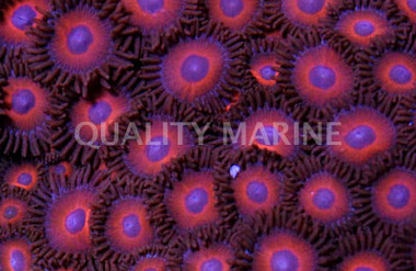 KeddRedd Colony Polyp :: 55611