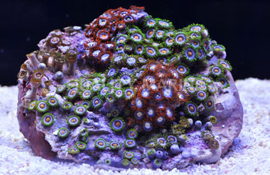 Mixed Ultra Color Colony Polyp :: 55613