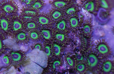 Mean Green Colony Polyp :: 55616