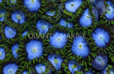 Pinwheel Colony Polyp :: 55624