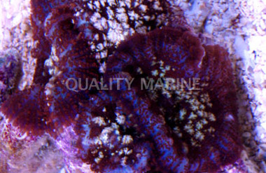 "Patriot" Bullseye Mushroom :: 55637