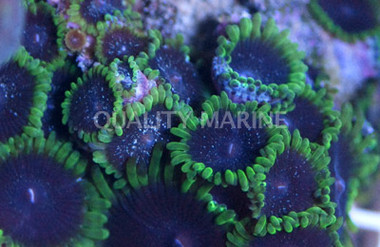 Joker Colony Polyp :: 55643