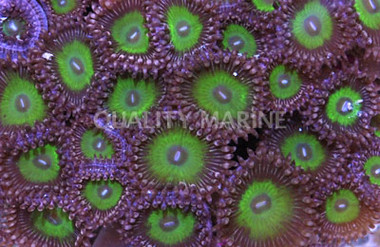 Candy Apple Green Colony Polyp :: 55645
