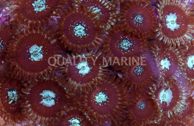 Houdini's Colony Polyp :: 55649