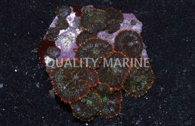 Orange Bullseye Mushroom :: 55652