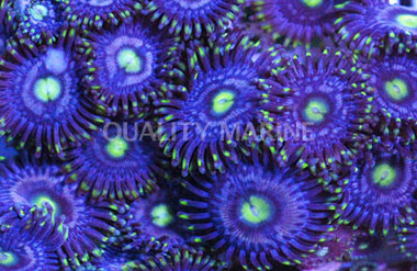 Blue Steel Hornet Colony Polyp (per polyp) :: 55653