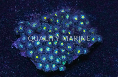Blue/Green Zoa :: 55655