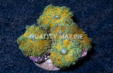 Blue/Green Colony Polyp  :: 55655