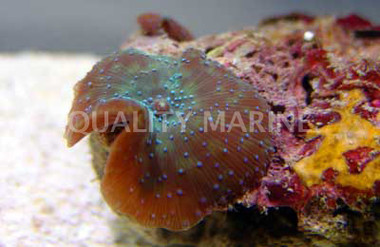 Spotted Actinodiscus Mushroom (per polyp) :: 55665