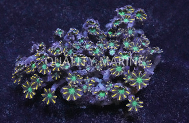Gold Stripe Clove Polyp :: 55667