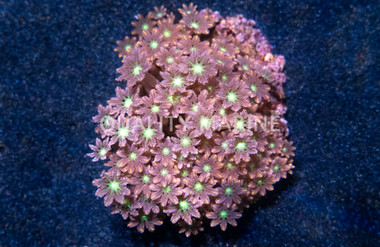 Gold Stripe Clove Polyp :: 55667