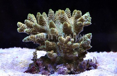 Green Millepora Acropora Coral :: 66003