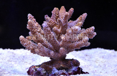Pink/Rose Millepora Acropora Coral :: 66004
