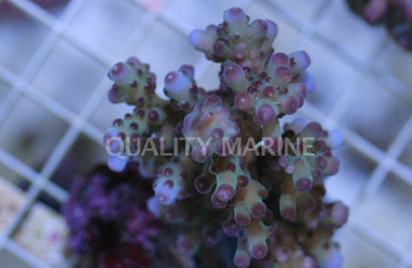 Green Loripes Acropora Coral :: 66017