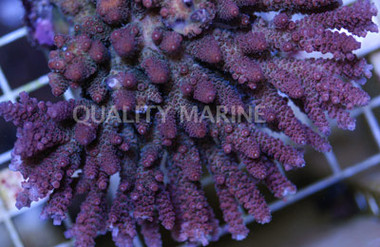 Pink/Rose Hyacinthus Acropora Coral :: 66047