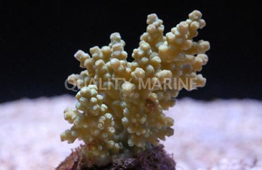 Neon Green Chesterfieldensis Acropora Coral :: 66157
