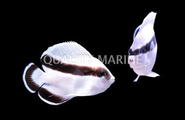 Bandit Angelfish