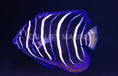 Chrysurus Angelfish, Juvenile