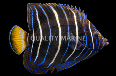 Chrysurus Angelfish, Sub-Adult