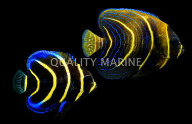 Cortez Angelfish, Juvenile