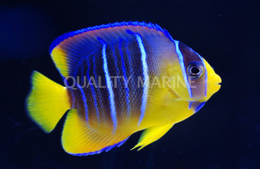 Blue Angelfish, Juvenile