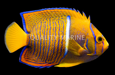 Passer Angelfish