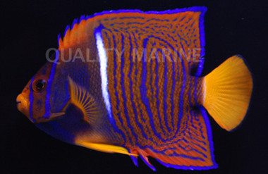 Passer Angelfish