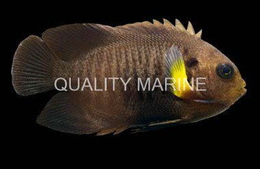 Yellowfin Angelfish
