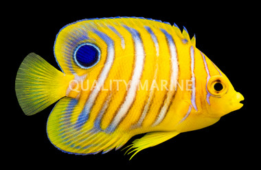 Orange Regal Angelfish, Juvenile