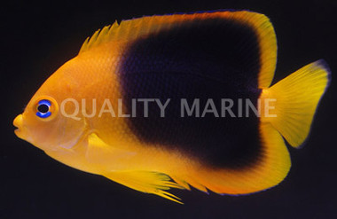 Rock Beauty Angelfish