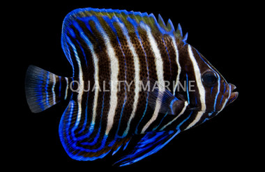 Sixbar Angelfish, Juvenile