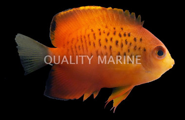 False Shepard's Angelfish, Hybrid :: 10109