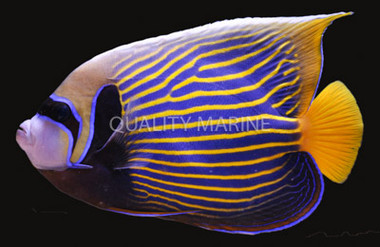 Emperor Angelfish, Adult w/streamer