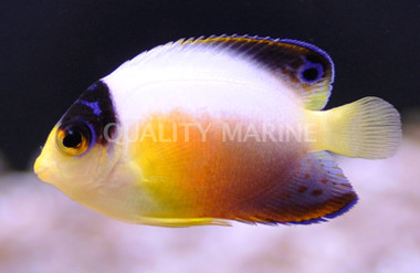 Orange Breast Multicolor Angelfish