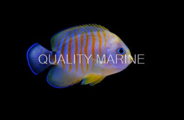 Tigerpyge Angelfish :: 10159