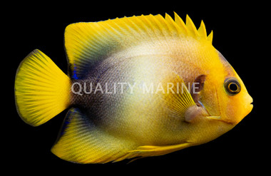 African Angelfish, Juvenile