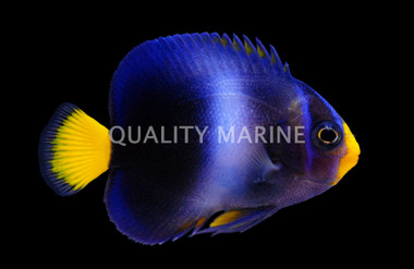 African Angelfish, Juvenile