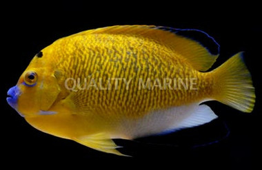 Goldflake Angelfish, Adult Hybrid :: 10182