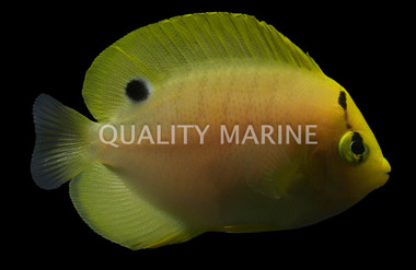 Flagfin Angelfish, Juvenile