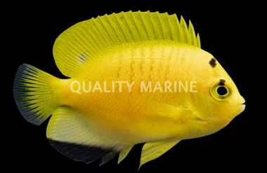 Flagfin Angelfish, Juvenile