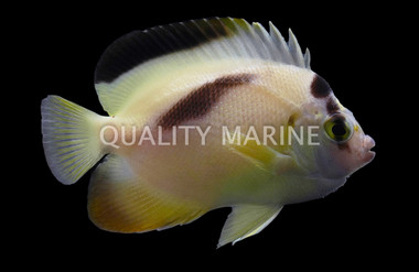 Xanthotis X Griffis Hybrid, Bali Aquarich :: Eastern Asia :: 10201