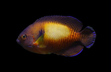 Coral Beauty Angelfish, Tiger Tail Var. Premium :: 10202