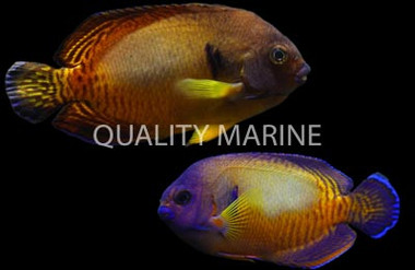 Coral Beauty Angelfish, Aberrant :: 10203