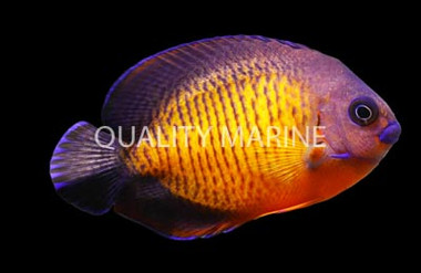 Coral Beauty Angelfish, Lautoka :: 10204
