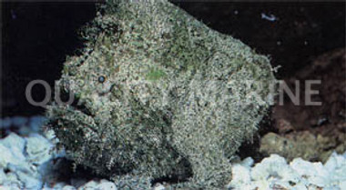 Frogfish :: 10515