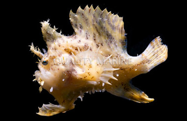Zebra Sargassum Anglerfish